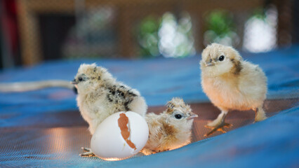 Obraz premium Small chicks silky silkie chicken hatched from egg cute little newborn wet feather