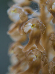 Bird´s-nest orchid in close-up