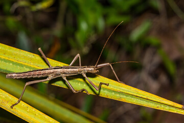 Southern Two-striped Walkingstick - Anisomorpha buprestoides