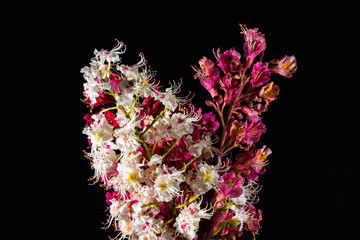 Unterschiedliche Kastanienblüten im Frühling