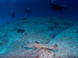 Crocodile Fish and divers