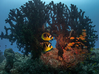 Colorful Fish on Reef