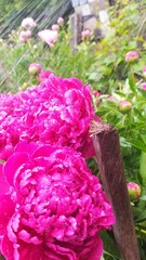 pink roses in a garden