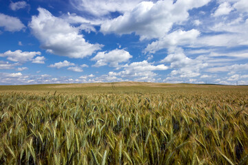 an agricultural field where cereal wheat is grown