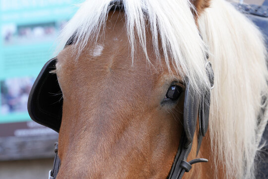 Kopf eines Pferdes mit Scheuklappen 