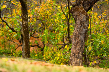 autumn leaves on a tree