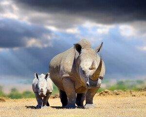 African white rhino with baby on storm clouds background, National park of Kenya