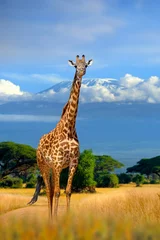 Poster Wild african giraffe on Kilimanjaro mount background. National park of Kenya © byrdyak