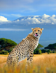 Wild african cheetah on Kilimanjaro mount background. National park of Kenya