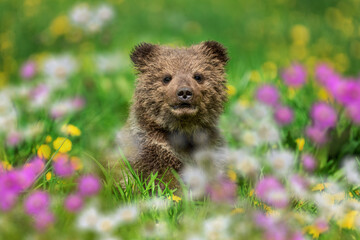 Brown bear cub on the summer meadow with flowers
