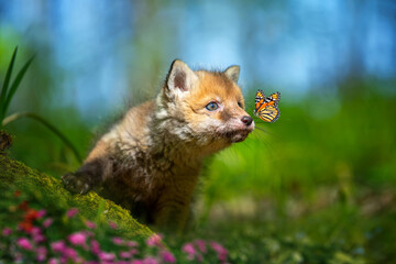 Red fox, vulpes vulpes, small young cub in forest with butterfly on nose