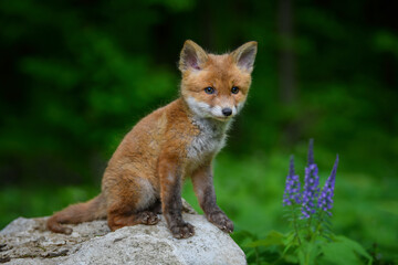 Red fox, vulpes vulpes, small young cub in forest on stone with violet flowers. Cute little wild predators in natural environment