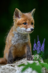 Red fox, vulpes vulpes, small young cub in forest on stone with violet flowers. Cute little wild predators in natural environment