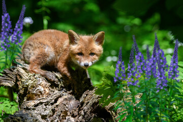 Red fox, vulpes vulpes, small young cub in forest on the stump. Cute little wild predators in natural environment