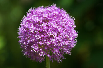 Zierlauch in voller Blüte