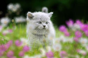 Cute British kitten in the green grass with flowers