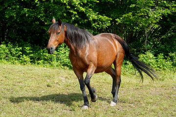 Reitpferd im Sommer auf der Weide