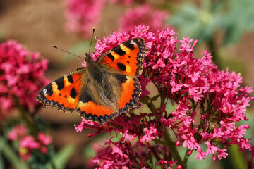 Kleiner Schildpattschmetterling auf einer Blüte mit offenen Flügeln