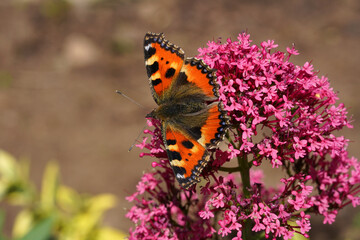 Kleiner Schildpattschmetterling auf einer Blüte mit offenen Flügeln