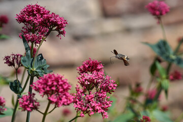 Hautflügler im Anflug auf eine Blüte, Rüssel zur Entnahme des Nektars, verschiedene Positionen © Markus Kammermann
