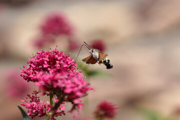 Hautflügler im Anflug auf eine Blüte, Rüssel zur Entnahme des Nektars, verschiedene Positionen