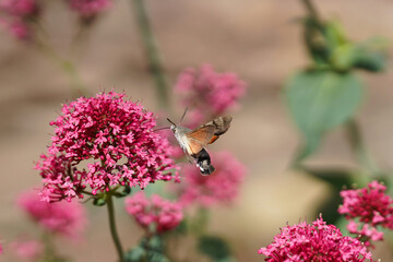 Hautflügler im Anflug auf eine Blüte, Rüssel zur Entnahme des Nektars, verschiedene Positionen