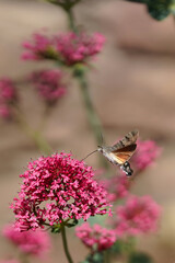 Hautflügler im Anflug auf eine Blüte, Rüssel zur Entnahme des Nektars, verschiedene Positionen