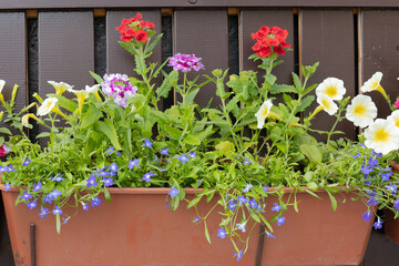Fototapeta na wymiar Blue lobelias, white petunias and pink primroses in the plastic pots. Colorful potted plants by the city street