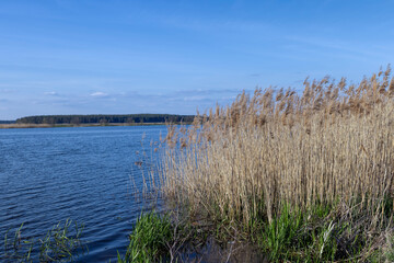 grass and other plants growing near the water of the lake