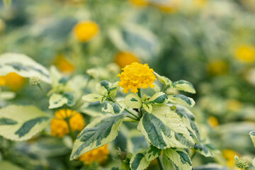 Lantana camara “Variegated