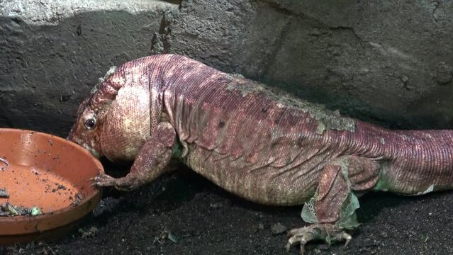 Close-up of a red tegu lizard, Tupinambis rufescens