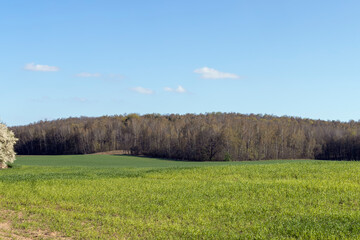 agricultural field where green unripe wheat grows