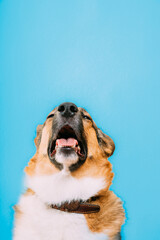 Portrait of mongrel dog sneezes, runny nose. Portrait of mixed-breed mongrel dog with open mouth,...