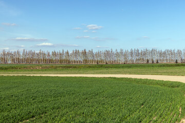 Obraz premium agricultural field where green unripe wheat grows