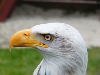 Beautiful Bald Eagle Side Profile
