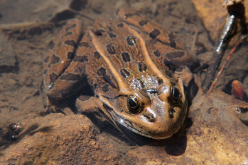 one large frog sitting in pond water close up