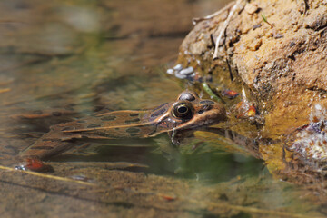 one frog sitting in pond water close up