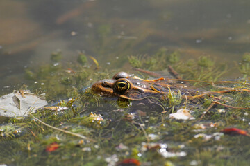 one frog sitting in pond water close up