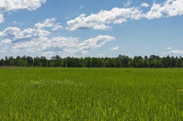 landscape of a field with a forest