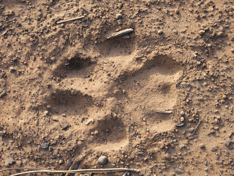 mountain lion cougar track in dirt close-up showing texture and detail