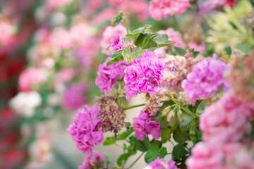 Beautiful pink decorative flowers outdoors background