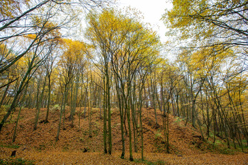 Fototapeta premium beautiful autumn nature with falling foliage in mid-autumn