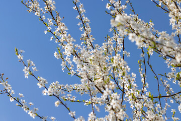 blooming in the springtime of the year fruit trees in the garden