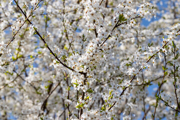 blooming in the springtime of the year fruit trees in the garden