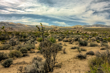 Joshua Tree landscape