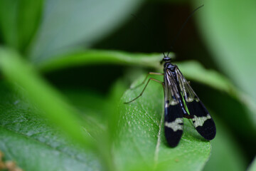 葉にとまっているシリアゲムシ（埼玉県/5月）