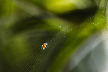 spider on web