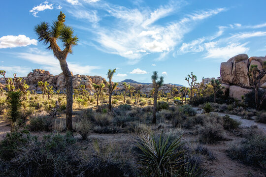 Joshua Tree Hiking Trail