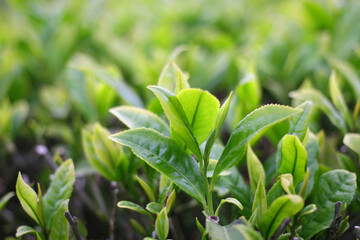 Green tea leaves. Close up. Tea plantations