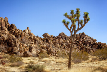 One Joshua Tree by Rock Formation